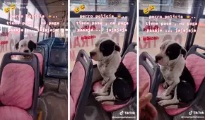 Perrito sube a bus y se hace el 'loco' cuando le quieren cobrar pasaje: "No se haga el dormido"