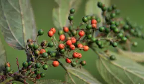 Hallan el compuesto medicinal de la marihuana en una planta distinta al cannabis