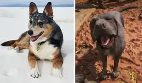 Falleció Einstein, el perro que encarnó a Caín en Red Dead Redemption 2 y se ganó el cariño de toda la comunidad gamer