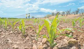 FAO: precios mayoristas de alimentos no se trasladan