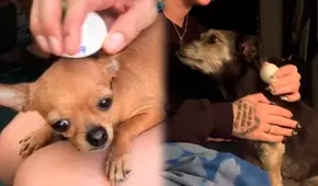 ¿Se puede hacer una limpia con huevo a un perro asustado?