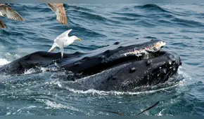 Avistamiento de ballenas: ¿se puede observar este mamífero en las playas de Lima y Callao?