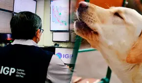 ¿Los perros pueden percibir un sismo antes de que suceda? Especialistas revelan la verdad