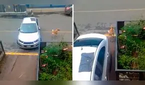 Perrito asombra al ladrar para ayudar a sacar el auto de su amo: "Se gana las croquetas"