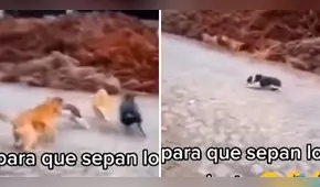 Hombre 'ladra' a perritos y ellos huyen del susto: "Para que sepan lo que se siente"