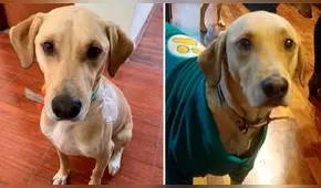 Carabayllo: familiares piden ayuda para encontrar a 'Mono', su perrito desaparecido