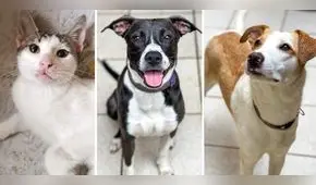¿Quieres un perrito? Albergue realiza jornada de adopción en Larcomar este sábado 15 de julio