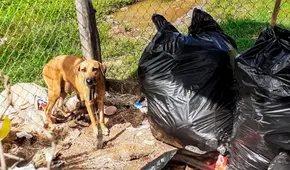 Un perro callejero salva a una bebé que fue abandonada dentro de una bolsa de basura