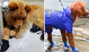 Zapatos para perros: ¿necesarios o dañinos para su salud?