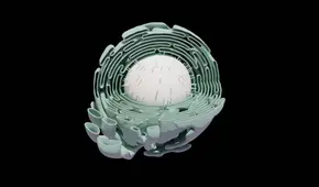 Retículo endoplasmático: ¿cuál es la función de esta parte de la célula difícil de pronunciar?