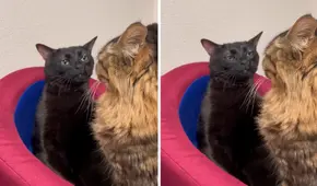Este es el origen del gato 'disociado' que creó un meme viral: ¿dónde nació y cuál es su nombre real?