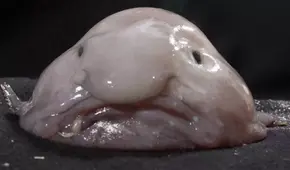 ¿Por qué el "animal más feo del mundo" no es tan horrible como aparenta?