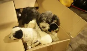 San Miguel: canes rescatados de incendio aún no son recogidos por sus dueños