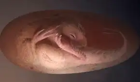 El increíble hallazgo en China de un embrión de dinosaurio intacto que se preparaba para nacer