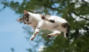 ¿Por qué los gatos corren como 'locos' y qué nos quieren decir?