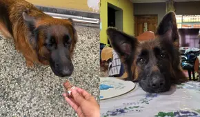 ¿Por qué motivo los perros no deben comer chocolate? Aquí la respuesta