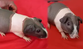 ¡Un cuy sin pelo sería el más caro del Perú!: ¿cuánto cuesta adquirir esta nueva raza de roedor?