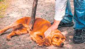 Maltrato animal: ¿qué municipios impusieron multas por violencia contra mascotas en 2023?