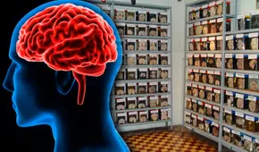 Conoce el Museo del Cerebro en Lima: ¿dónde se ubica y cómo llegar?