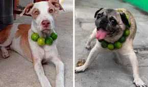 ¿Es verdad que colocar un collar de limones a tu perro le alivia el resfriado?