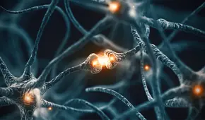 Nuevo tipo de célula descubierta en el cerebro podría ser clave contra el alzhéimer y el párkinson