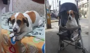 Buscan a Nana, perrita con debilidad en patitas, desde hace 2 meses: "Mi hijita engreída"