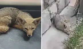 Serfor rescató a 'Run Run tacneño': zorro tiene signos de domesticación y maltrato