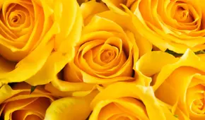 Envía frases y dedicatorias de FLORES AMARILLAS este 21 de MARZO