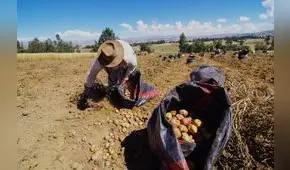 Producción de papa cayó más de 13% hasta julio a nivel nacional