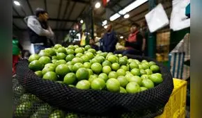 Precio del limón se mantiene alrededor de los S/9 el kilogramo en mayoristas