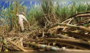 FAO: precio de los alimentos mundiales se mantuvo estable en septiembre