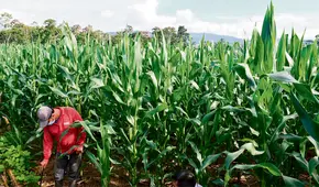 Precios globales del azúcar y maíz repuntaron