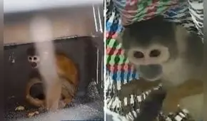 Ciudadano pagó S/400 para rescatar a monito de venta ilegal en mercado de SJL