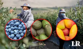 Cultivos agroindustriales son afectados por altas temperaturas en La Libertad: ¿cuáles son?