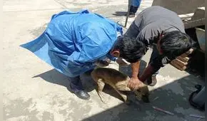 Arequipa: mujer que tiene rabia fue mordida en julio
