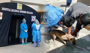 Rabia humana en Arequipa: monitorean a 15 personas que tuvieron contacto con paciente en UCI