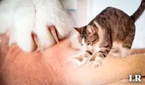 ¿Por qué los gatos masajean a los humanos? Esta es la insólita razón