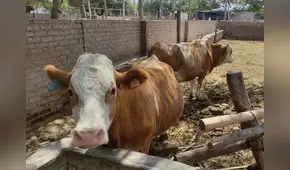 Producción de leche bajó en 50 % en Lambayeque
