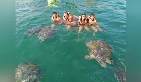 Zona de anidación de tortugas marinas: ¿dónde queda este lugar?