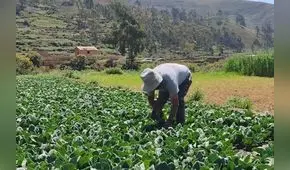 FAO: Precios de los alimentos caen por tercer mes consecutivo