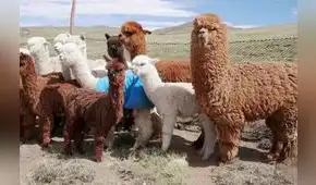 Mortandad de alpacas se elevaría al 50% el próximo año por falta de lluvias