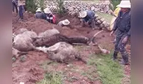 Esposos con sus 26 ovejas y su gato mueren al ser alcanzados por un rayo en Cusco