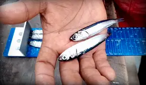 Advierten alta presencia de juveniles en la segunda temporada de pesca