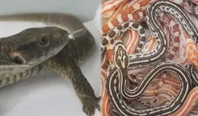 Liberan a traficante que ingresó 160 animales exóticos por el aeropuerto Jorge Chávez