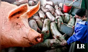 Confirman el primer caso de gripe porcina en un humano en Reino Unido