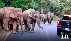 Manada de elefantes destruye un auto que atropelló a un bebé elefante del grupo en una carretera