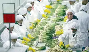 Reducen costos laborales a las agroexportadoras