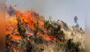 Sondor arde hace 16 días en Arequipa: 1.000 hectáreas destruidas y animales muertos Sondor arde hace 16 días en Arequipa: 1.000 hectáreas destruidas y animales muertos