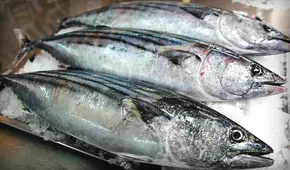 Produce autoriza inicio de la pesca exploratoria del recurso del bonito