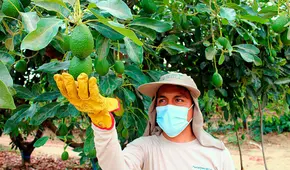 Clima golpea al sector agroindustrial del norte